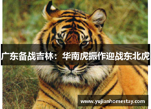 广东备战吉林：华南虎振作迎战东北虎